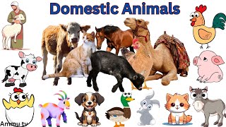 Domestic Animals name in English with picture|Domesticated Animals|preschool kids Education|Pets