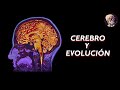 Cerebro y evolucin  crneodevangogh