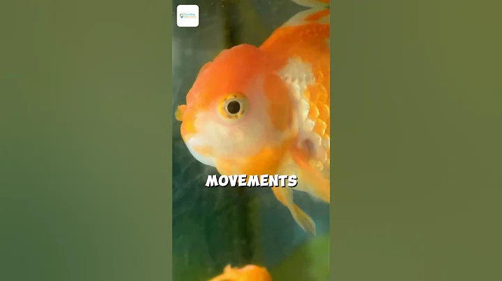 Secrets of Goldfish: Smarter Than You Think! 🧠✨