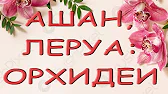 Орхидеи,узамба́рские фиалки,Самара🌺