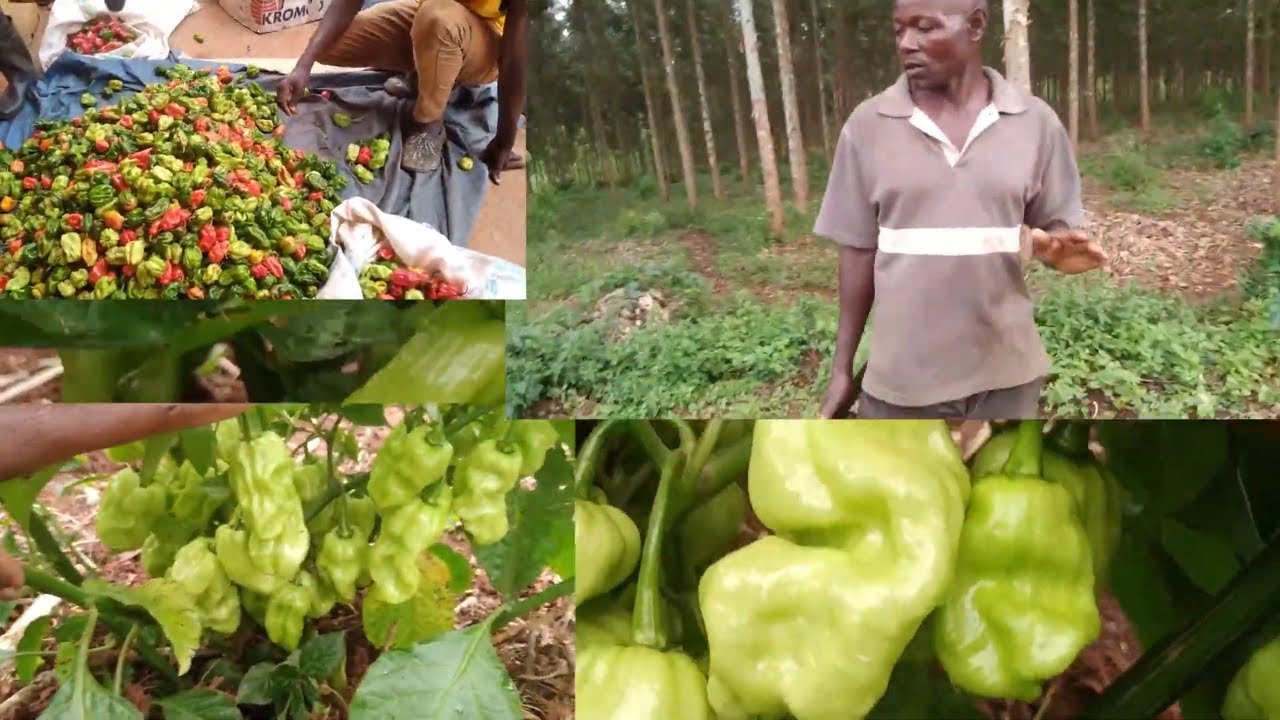 Pepper farmer with 13 years' experience in growing pepper Growing