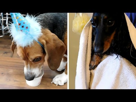 vlogs in spanish Dachshund Bath Time and Beagle Birthday Celebration!!