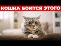 7 звуков в доме, на которые кошка реагирует СТРАХОМ - а ты не знал
