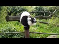 Ruffed lemur vocalization