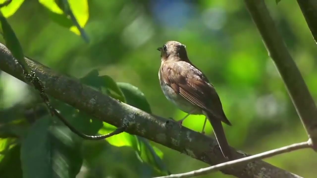 Swainson’s Thrush: Nature’s Flute-Like Song at Dusk