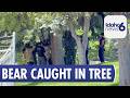 Crews Catch Black Bear Trapped Up in Nampa Tree