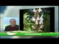 "Αειφορία"-Φασκόμηλο-"Sage-Salvia officinalis"