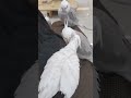 cute cockatiel#parrot#cockatiel#japan#shorts