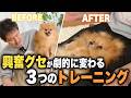 【プロ直伝】ポメラニアンのまーぼうが劇的に変わる！崩れかけたしつけの戻し方｜歴27年のドッグトレーナーが解説