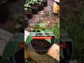 Never Fertilize Your Plants Without Doing THIS! 🛑🌶️ #homegarden #shorts