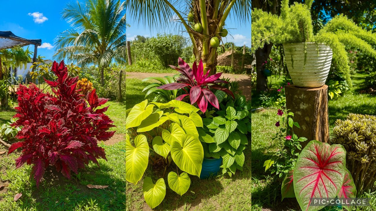 Criei um Jardim Tropical: Melhores Plantas de Clima Quente 🌻