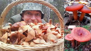 картинка: Этот ГРИБ РАСТЁТ ТОННАМИ в лесу! Гриб Горькушка.