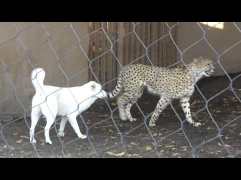 dog and cheetah together at san diego zoo youtube