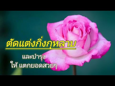 วีดีโอ: กุหลาบแห่งชารอนตัดแต่งกิ่ง - อย่างไรและเมื่อไหร่ที่จะตัดแต่งกิ่งกุหลาบแห่งชารอน