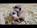 【動物の赤ちゃん】ミーアキャットの赤ちゃんが元気に生まれてきてくれました！Baby Meerkat