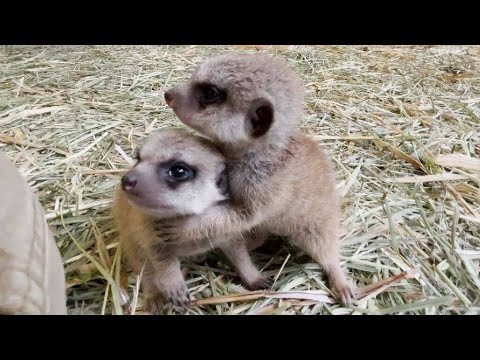 動物の赤ちゃん ミーアキャットの赤ちゃんが元気に生まれてきてくれました Baby Meerkat Youtube