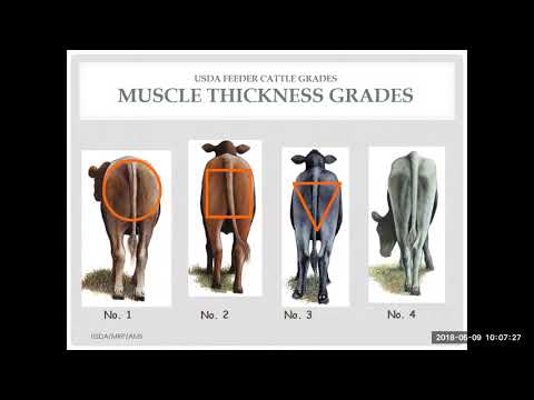 Marketing Beef Cattle Michelle Elmore