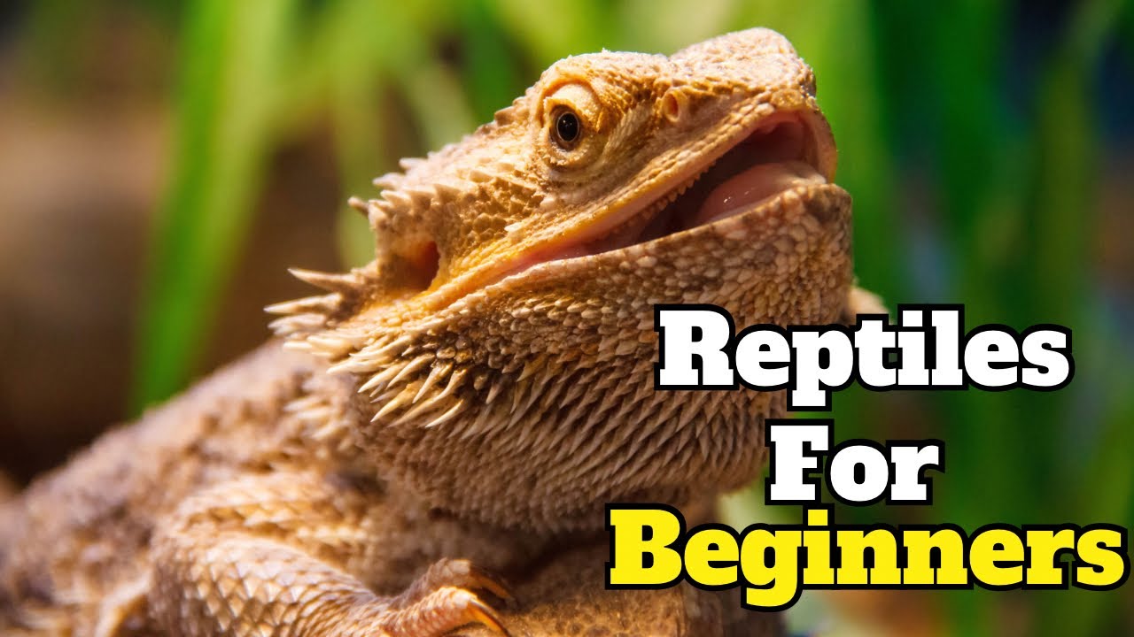 Before buying your first reptile, watch this essential guide YouTube