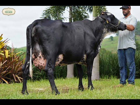 LOTE 3   2º LEILÃO VIRTUAL FAZENDA SÃO JOSÉ   SJ LALU & CONVIDADOS   2749BK