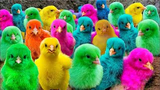 World Cute Chickens, Rainbow Chickens, Cute Ducks, Cats, Rabbits, and Cute Animals 🐔🐤🐣