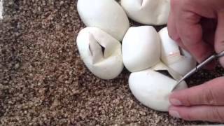 Cutting eggs Toffee x Spider ball python