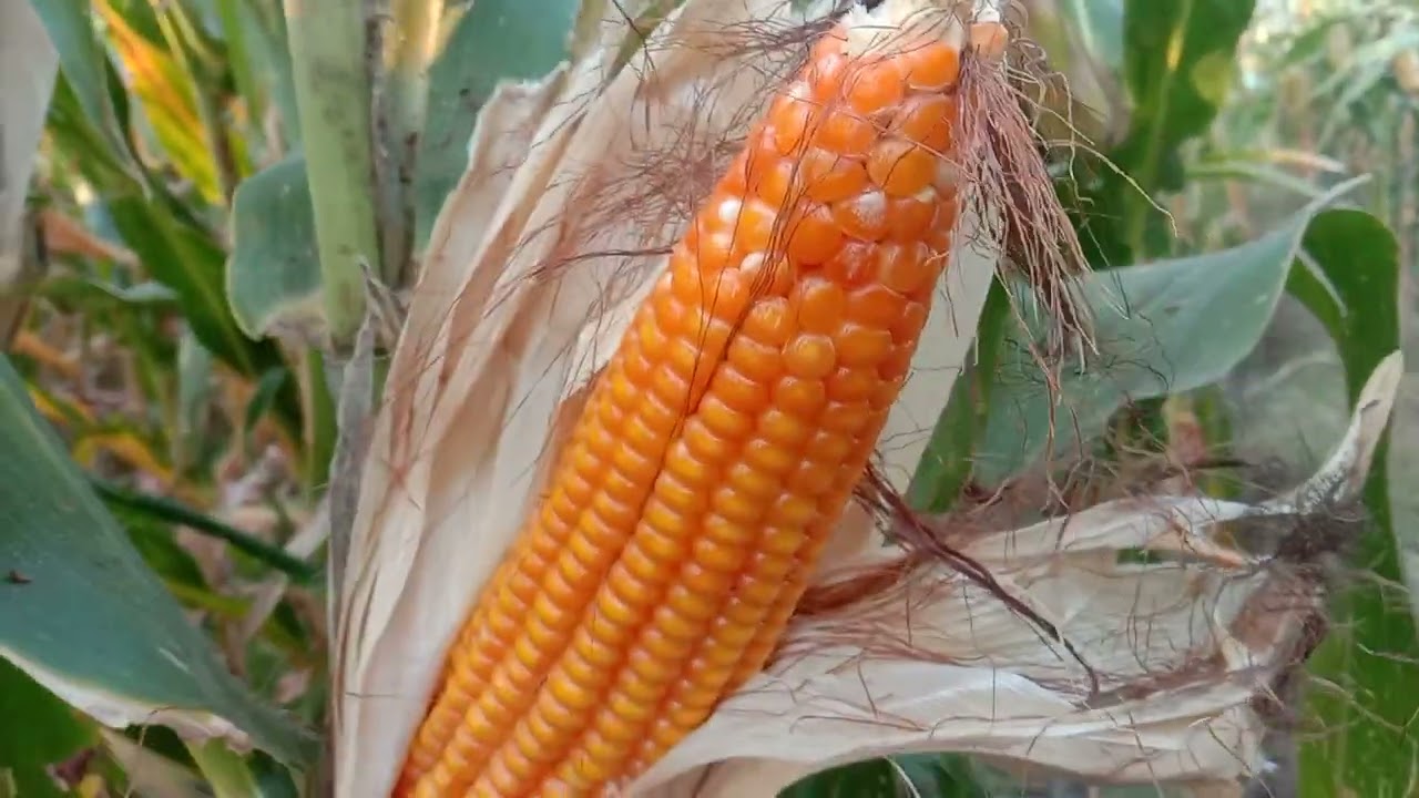 @follow-me @RieN72 episode 5: When to harvest corn 🌽 maize? Harvest soon.