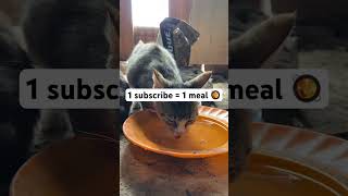 Please don’t scroll without subscribing and share this video to rich people so that they can donate