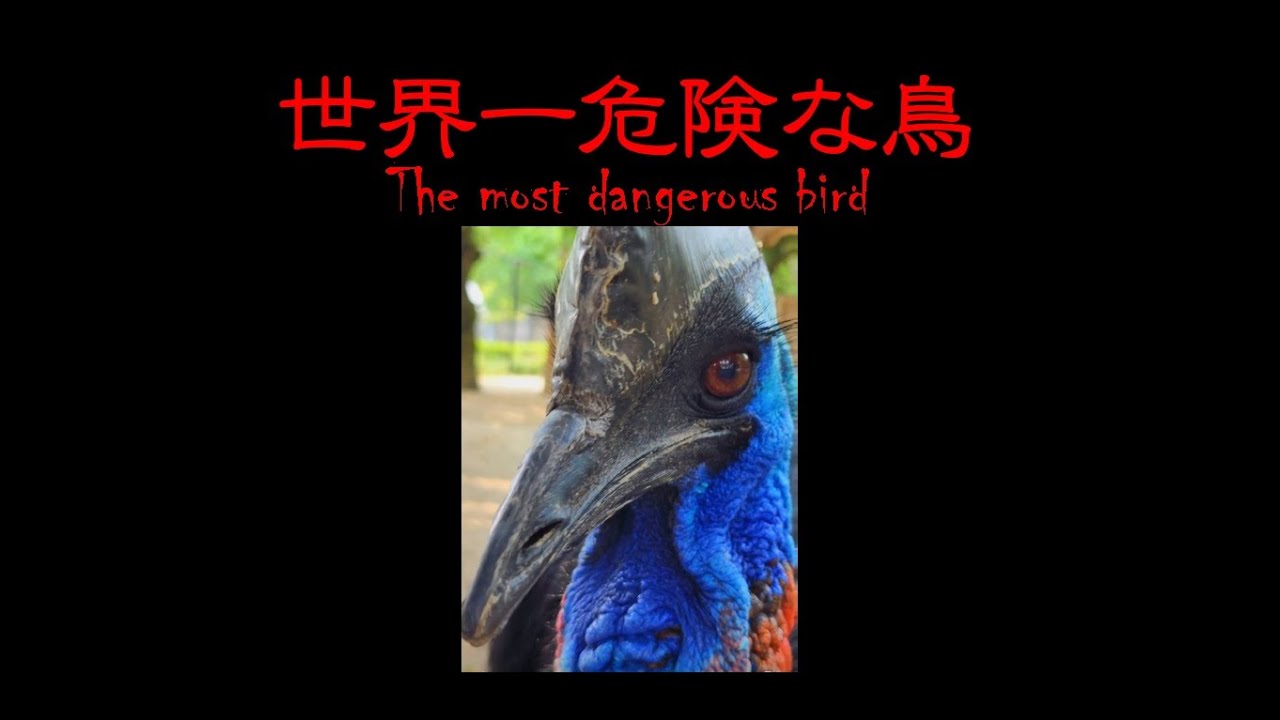 世界一危険な鳥 ヒクイドリ 4k The Most Dangerous Bird Cassowary Youtube