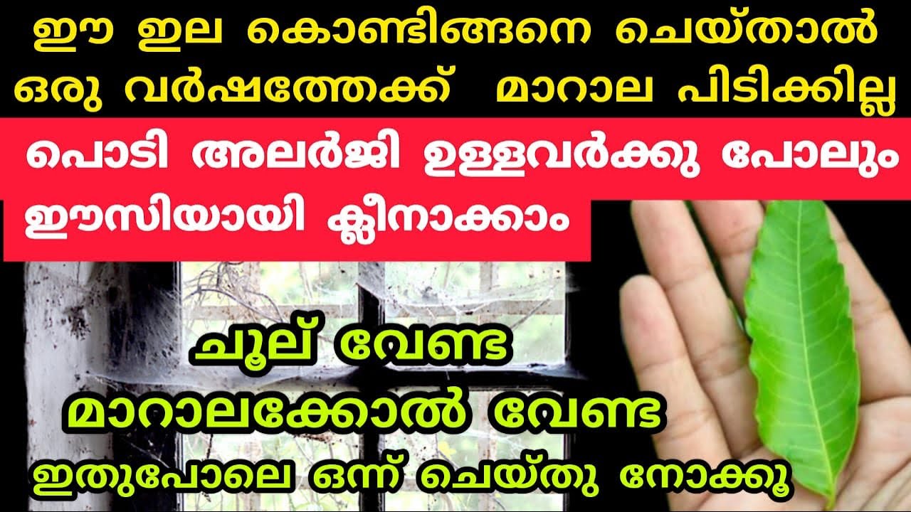 ഈ ഇല കൊണ്ടിങ്ങനെ ചെയ്താൽ മാറാലയ്ക്ക് വിട|അലർജി ഉള്ളവർക്കും ക്ലീൻ ചെയ്യാം