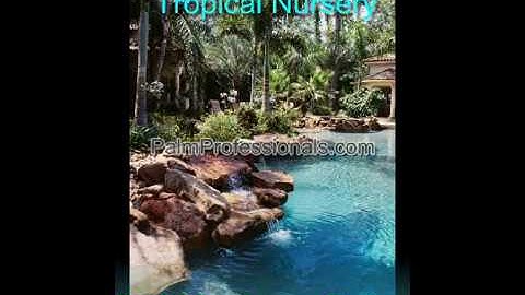 buy palm trees in houston for sale by palm professionals tropical nursery. Palm tree farm in Houston