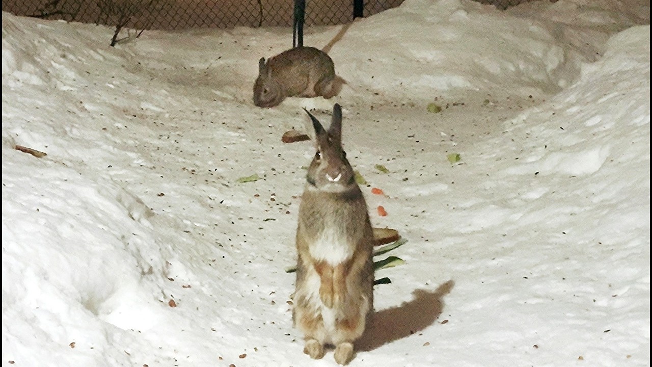 Rabbits Eating in Dark Winter Night - YouTube