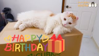 I Prepared an Amazing Birthday Present for 1yrsold Baby Cat!