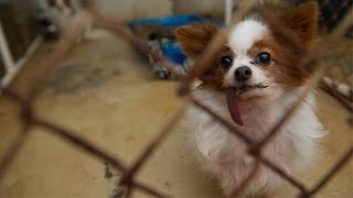 Dogs Rescued From North Carolina Breeder