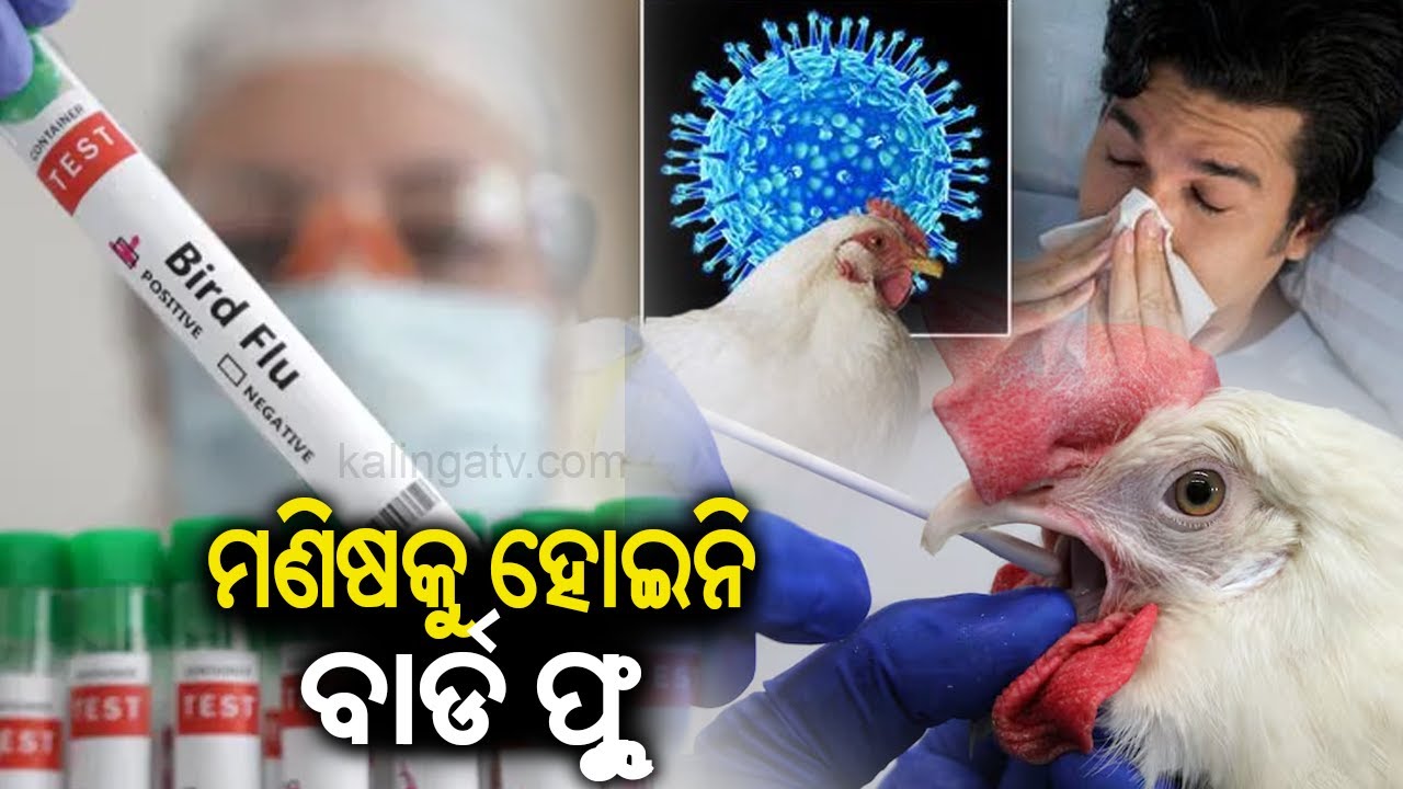 Odisha reports no confirmed cases of Bird Flu in humans: Health ...
