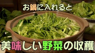 【自然農】 冬野菜の収穫と畑の様子　[Natural farming] Winter vegetable harvest ＆ View of the field