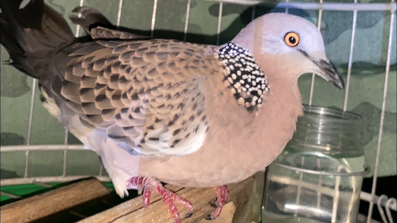 Tiếp tục 5 bé đẹp mê giá sinh viên hợp nhãn 0981856785 #baotondongvat #birds 