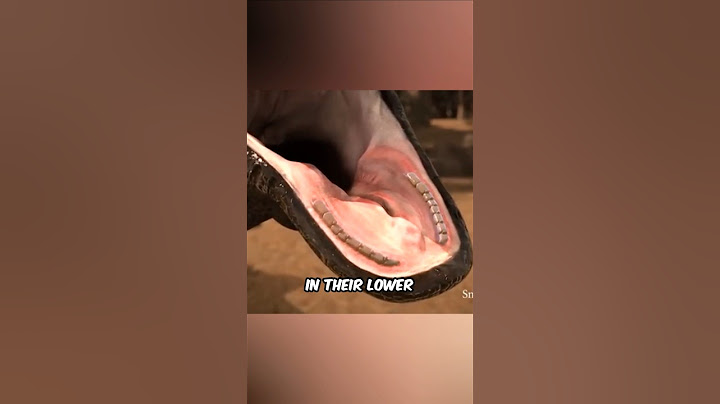Why a Komodo Bite Is Deadly? 😨
