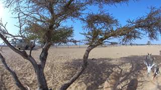 Arabian Oryx Reserve (3)