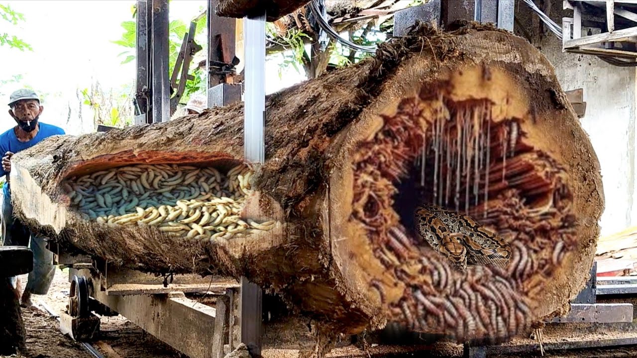 A tense moment during the production process of Asian teak wood blocks at the sawmill. 