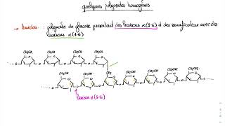 Structure Des Glucides Avec Les Osides