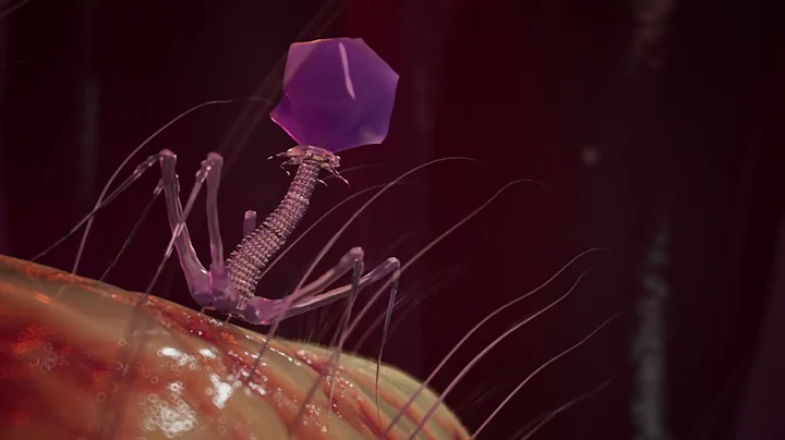 Bacteriophages as an Alternative to Antibiotics