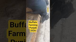 Farming model | Buffalo farming #baffalo #animals #farming