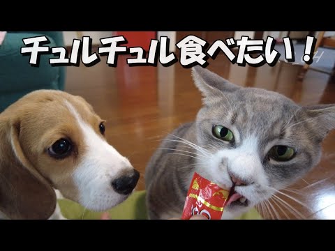 猫の幸せチュルチュルタイムを邪魔してブチギレられる犬【ビーグル犬ペコ様】