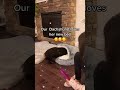 Does your pup love to be covered when they sleep?