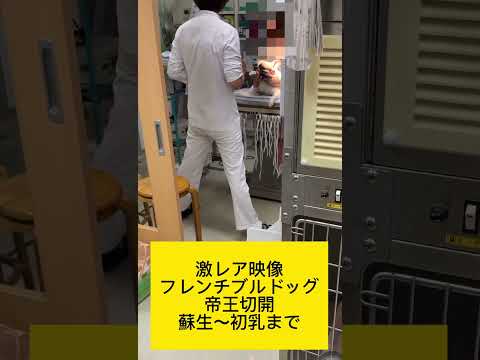 犬の帝王切開とは？費用から生存率まで知っておくべき全て