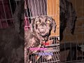 Pregnant Schnauzer Rescue & Abandoned Dogs Rescue — A Heartbreaking Arrival at Our Shelter