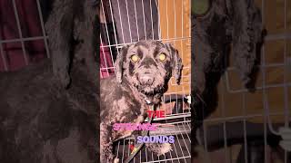 Pregnant Schnauzer Rescue & Abandoned Dogs Rescue — A Heartbreaking Arrival at Our Shelter