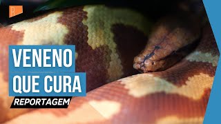 Veneno da cobra cascavel pode ajudar a combater o câncer