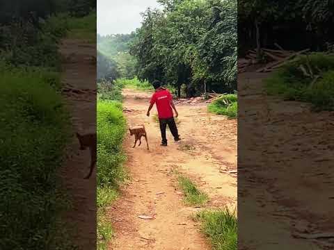 نهار الأحد أنا والكلب ديالي خرجنا في نزهة