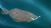 カレイの 血抜き 締め方 Fishingmax垂水店 釣ったカレイは美味しく Youtube カレイの 血抜き 締め方 Fishingmax垂水店 釣ったカレイは美味しく Youtube